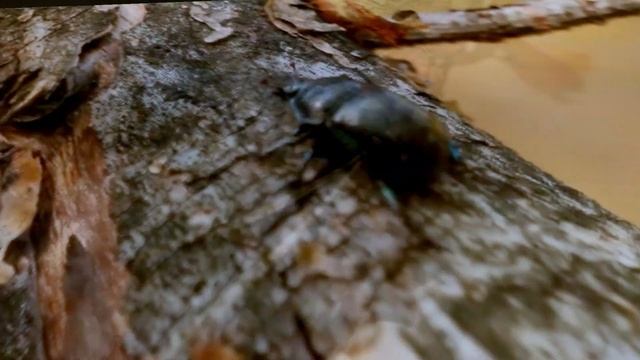 Азбука юного энтомолога. (Geotrupes stercorarius)