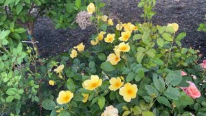 🌹 David Austin's Tottering by Gently Rose / AUScartoon