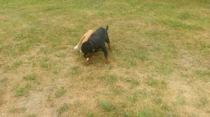 Ротвейлер и Ам.стафф собачьи бои