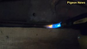 Лучшая Голубятня из Брошенной Будки
