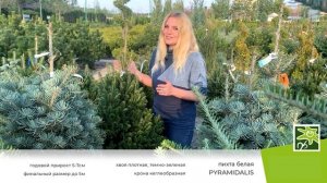 Пихта белая Пирамидалис - настоящая хвойная пирамида