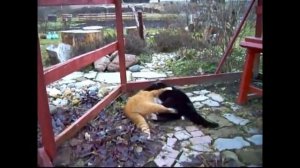 драки котов мега угарная подборка (cat fight)