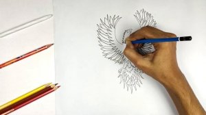 How to Draw a Phoenix I Phoenix Bird Drawing Tutorial