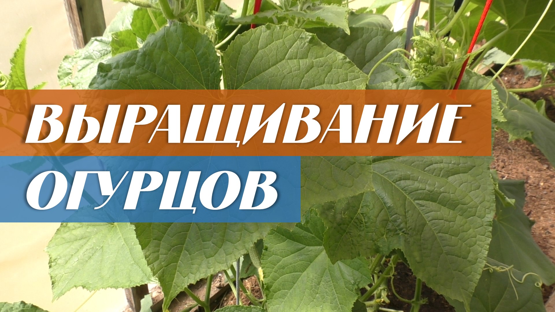 Секреты большого урожая огурцов смотреть онлайн