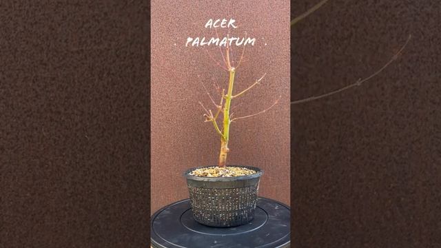 Acer palmatum 'Orange Dream' | #Shorts Bonsai Style смотреть онлайн