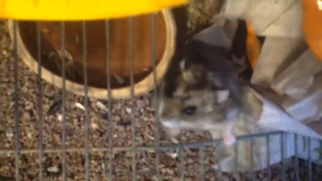 Как можно достать хомячка из клетки? Смотрите, и узнаете! смотреть онлайн