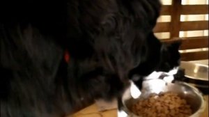 10 самых больших пород собак в мире!