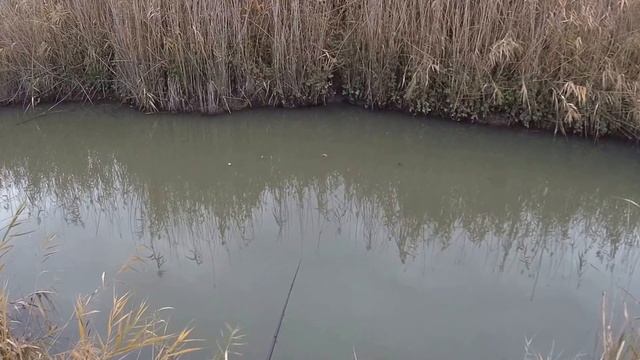 Рыбалка на карася. Ловля карася поплавочной удочкой на червя осенью. смотреть онлайн