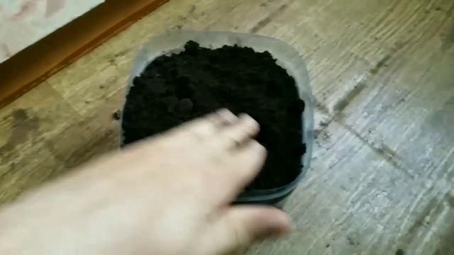 Голубая Ель,проращивание семян? смотреть онлайн