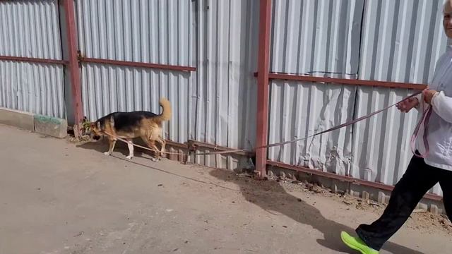 Фиона. приют Кожухово Москва. Ищет дом смотреть онлайн