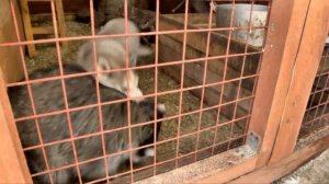 Дворовые записки 10