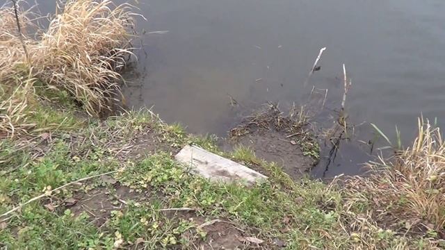 РЫБАЛКА НА ПОПЛАВОК!ПОЙМАЛИ,ПРИГОТОВИЛИ И БЕРЕГ УБРАЛИ!