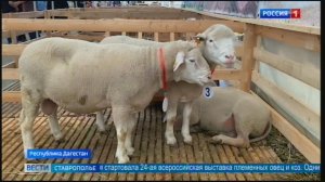 Ставропольские животноводы представили племенных овец на выставке в Дагестане