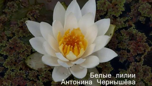 Белые лилии - Антонина Чернышёва смотреть онлайн