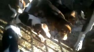 Выбор Щенка .Русской пегой гончей .