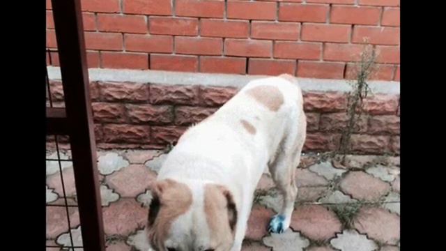 Алабай никак не реагировал – он просто лежал и умирал смотреть онлайн