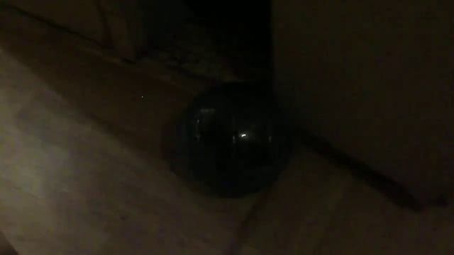 Шиншилла в прогулочном шаре! Кошка негодует! XD смотреть онлайн