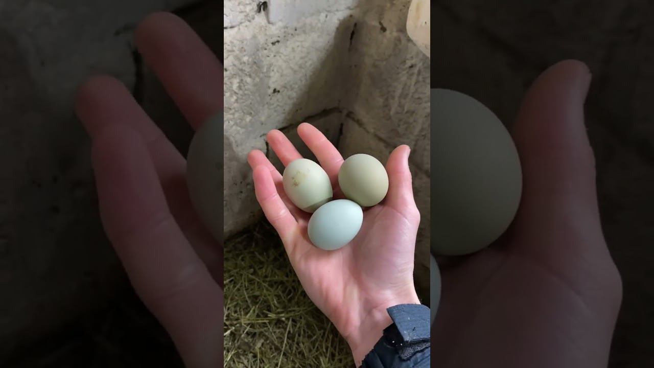 В деревне каждый день СЮРПРИЗ смотреть онлайн