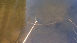 ЛАЙФХАК на ПОИСКОВЫЙ МАГНИТ/ Как найти больше находок на поисковый магнит?