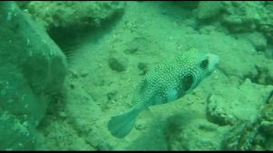 подводный мир красного моря