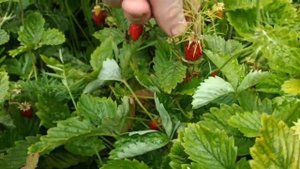 Земляника альпийская.