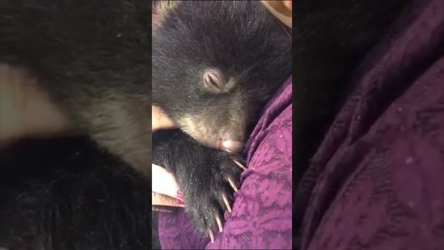 🐻 Оказывается, медведи умеют мурлыкать