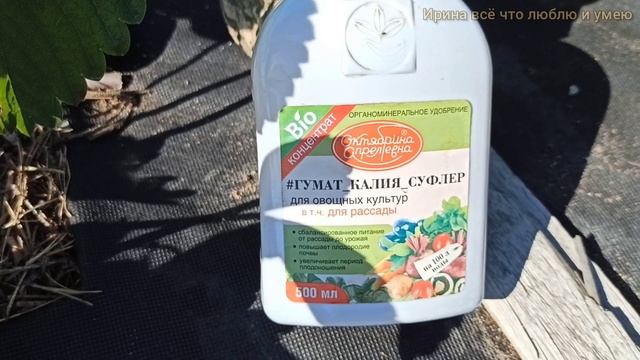 КОРМИТЬ или не кормить клубнику во время плодоношения.