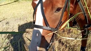 Настоящий дончак