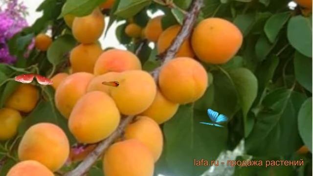 Абрикос обыкновенный Сын Краснощекого ? обзор: как сажать, саженцы абрикоса Сын Краснощекого смотреть онлайн