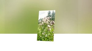 На небесах живут родные души