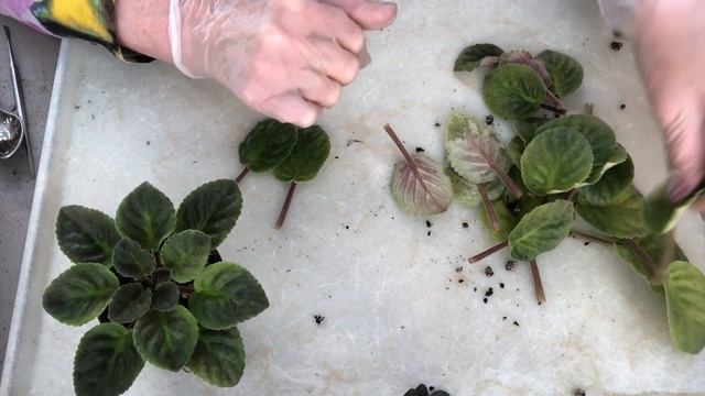 AFRICAN VIOLET needs grooming. ФИАЛКИ. НОВИЧКАМ - когда очевидно, что розетку нужно омолаживать.