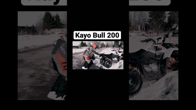 Kayo Bull 200 ☝️❗️