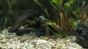 Sciaenochromis fryeri / Васильковый хаплохромис подводный строитель (part1)