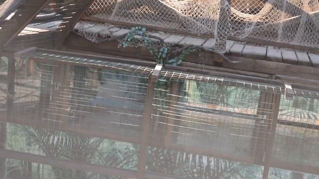 Гавиаловый крокодил в Голубицкой смотреть онлайн