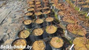 Черенкую и обрезаю жимолость. Belklubnika.by