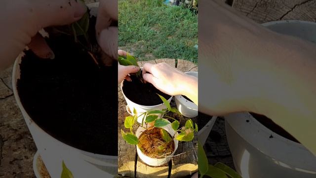 фикус Бенджамина вариегатный
