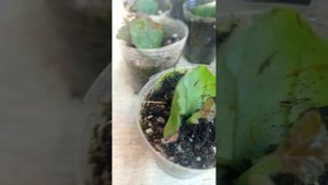 #БЕГОНИЯ ЭЛАТИОР# УКОРЕНЕНИЕ ЛИСТОМ#ЛИСТ ДАЛ ДЕТКУ#