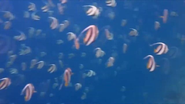 Остров Гурайдо (Guraidhoo) - это Бюджетные Мальдивы. Недорого отдохнуть на Мальдивах.