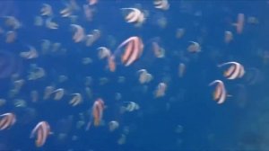 Остров Гурайдо (Guraidhoo) - это Бюджетные Мальдивы. Недорого отдохнуть на Мальдивах.