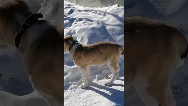 Кобель щенок алабай Бугатти 3 месяца, самый крупный в помете. Д. р. 15.12.2020 смотреть онлайн