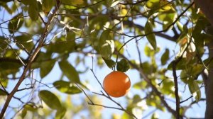 Music of Oranges: Zest of Life - Lunar New Year -Year of the Dragon - Soothing Relaxing 🎶🏮🍊🌙