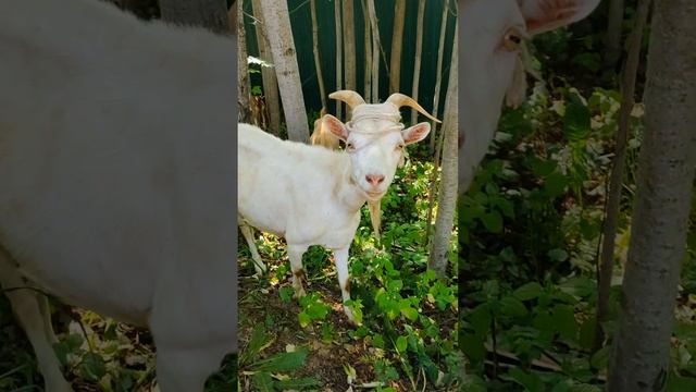Domestic goat Коза-дереза -1 Домашние животные Pets