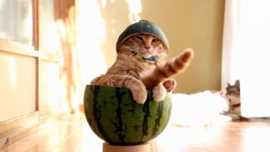 Кот в арбузе