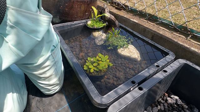 メダカ爆増！？メダカ繁殖ビオトープセットでメダカを殖やす！ смотреть онлайн