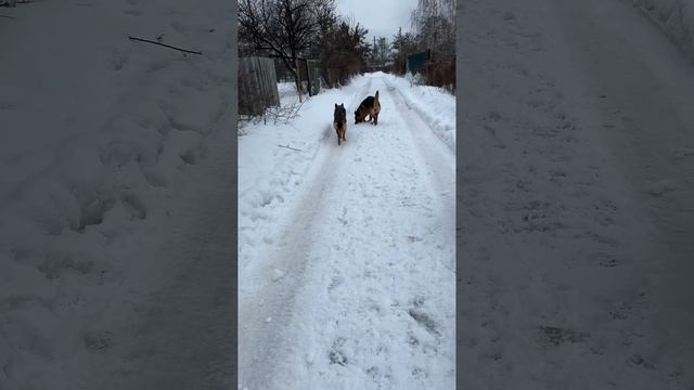 Баларис на прогулке (Воронежский филиал)