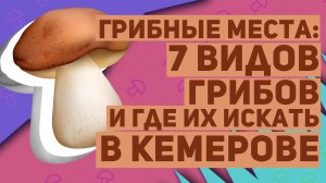 Грибные места: 7 видов грибов и где их искать в Кемерове