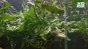 НАНО РЫБКИ ДЛЯ МАЛЕНЬКОГО АКВАРИУМА! АКВАРИУМНАЯ РЫБКА ФОРМОЗА!