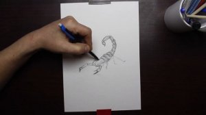 Как нарисовать скорпиона