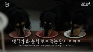 100일된 아기와 강아지가 함께 살기 좋은 집┃개꿈집 EP.3┃어바웃펫 About Pet