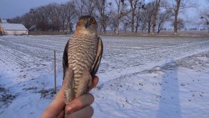 Ястреба атакуют ЛОВУШКИ // Атака ХИЩНОЙ птицы ?